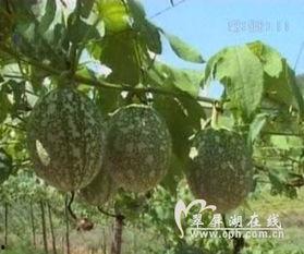 黑色吊瓜怎么吃,解锁美味新体验