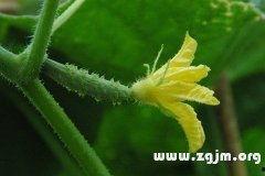 梦见自己吃生瓜,生瓜之食，寓意何在？