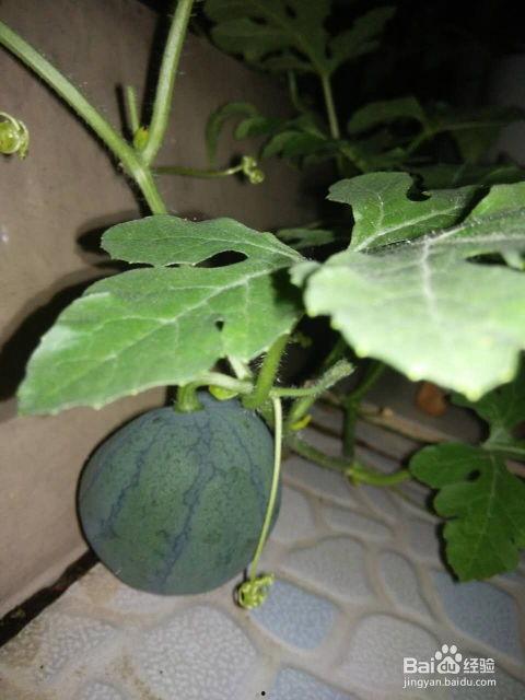 吃带籽的瓜,探寻自然之味