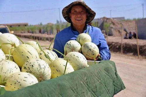 甘肃方舱吃瓜,甘肃方舱里的“瓜田乐”