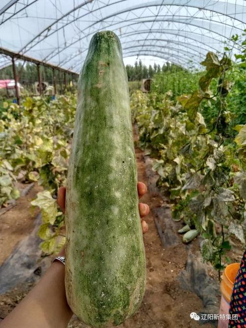 戴你吃瓜,揭秘娱乐圈那些不为人知的幕后故事