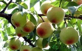 吃瓜白桃lisa,揭秘娱乐圈的甜蜜瓜果