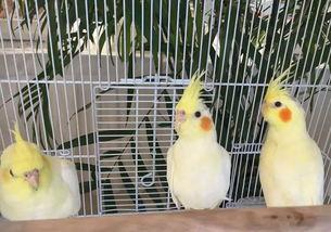 dl.羊吃瓜,揭秘动物界的趣味食趣