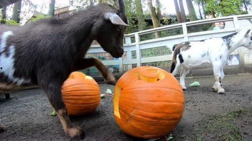 dl.羊吃瓜,揭秘动物界的趣味食趣