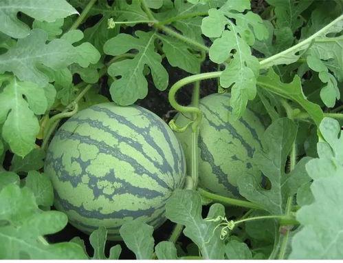 黍宁吃瓜,揭秘娱乐圈的甜蜜瓜田