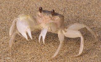 沙蟹可以吃哈密瓜,美味邂逅的餐桌奇遇