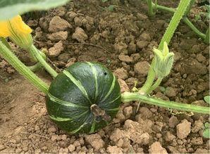 广东碧桂园吃瓜,吃瓜群众眼中的社区生活剪影